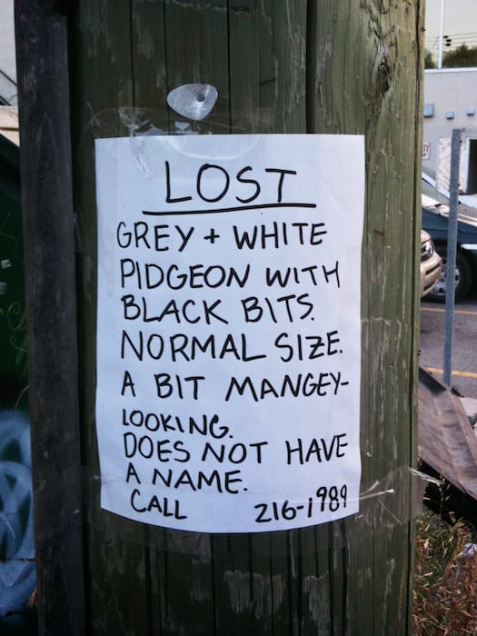 Lost Grey + White Pidgeon with black bits.  Normal size.  A bit mangey-looking.  Does not have a name.  Call (403) 216-1989