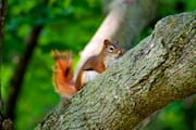 Red Chipmunk in a Tree