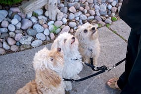 Three Dogs Sitting for a Treat