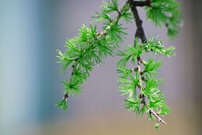 Larch in the Spring