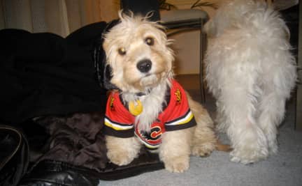 Cachita in a Calgary Flames Jersey