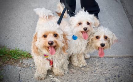 Cachita, Lorenzo and Javier on a Walk