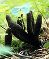 Mushrooms: Xylaria Longipes