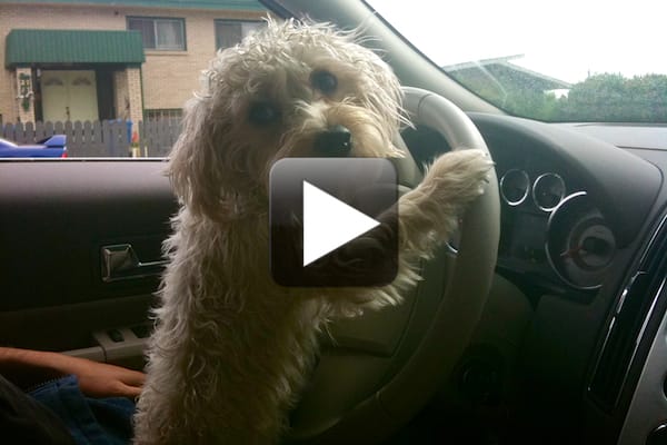 Javier Driving
