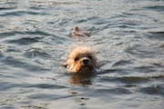Cachita Swimming in The Bow River