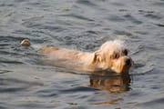Lorenzo Swimming in The Bow River
