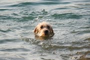 Javier Swimming in The Bow River