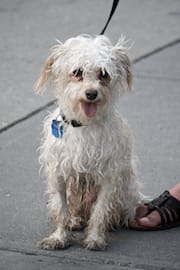 Wet Lorenzo On a Leash