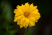 Yellow Flower on Prince’s Island