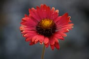 Red Flower on Prince’s Island