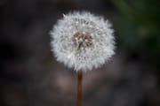 White Dandelion on Prince’s Island