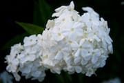 White Flowers in Sunnyside