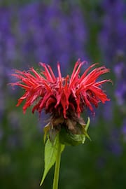 Red Flower on Prince’s Island