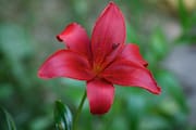 Red Lily from Our Backyard