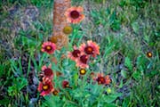 Wild Flowers in Sunnyside