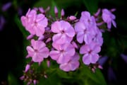 Pink Flowers on Prince’s Island