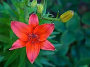 Red Lily in Our Backyard