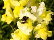 Bumble Bee at Riley Park