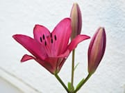 Pink Lily in Our Front Yard