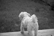 Javier Looking Off the Deck