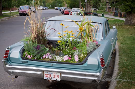 Car with a garden growing in the trunk