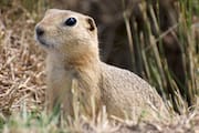 Gopher on the Lookout