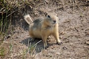 Gopher Looking Out