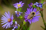 Bumble Bee