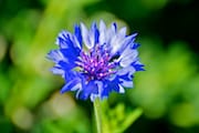 Blue Flower