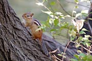 Chipmunk