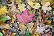 Red Maple Leaf