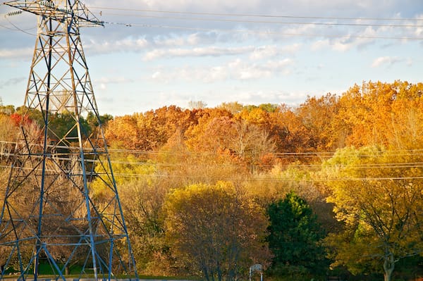 Toronto Trees in Autumn