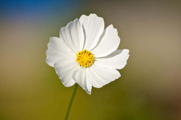 White Flower