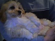 Cachita as a Puppy
