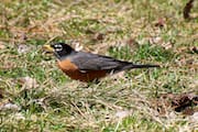 Robin on the Grass