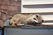 Raccoon Lying in the Sun