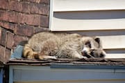 Raccoon Lying in the Sun