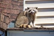 Raccoon Sitting in the Sun