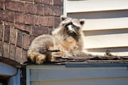 Raccoon Licking Itself in the Sun