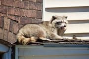 Raccoon Resting in the Sun