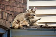 Raccoon in the Sun