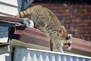 Raccoon Climbing Down a Roof