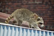 Raccoon Walking Across a Roof