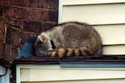 Raccoon Sleeping on the Roof
