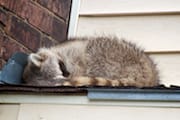 Raccoon Sleeping on the Roof