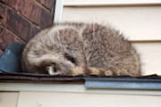 Raccoon Sleeping on the Roof