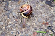 Garden Snail