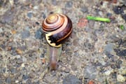 Garden Snail