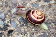 Garden Snail