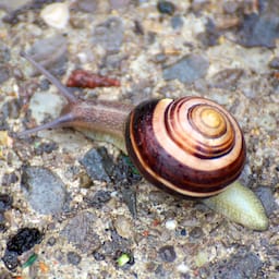 Super Fast Garden Snails